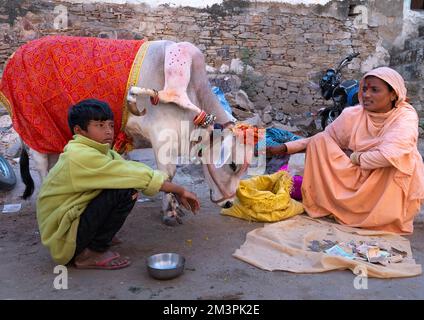 Vache sacrée et déformée avec six pattes pendant le festival, Rajasthan, Pushkar, Inde Banque D'Images