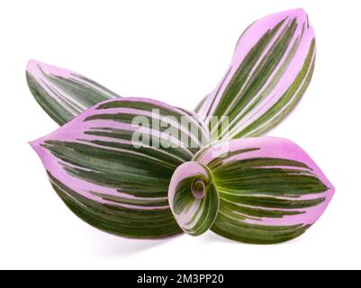 Tradescantia Nanouk isolé sur fond blanc Banque D'Images