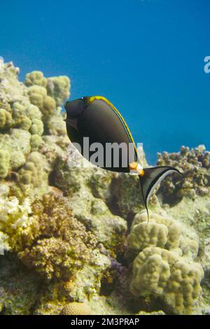 Magnifique récif de corail avec de nombreuses poissons et poissons rouges colorés dans la mer Rouge en Egypte. Blue Water, Hurghada, plongée sous-marine, Océan, sous-marin Banque D'Images