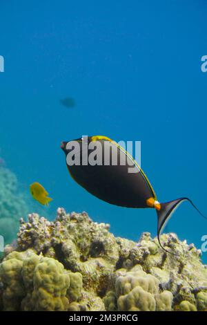 Magnifique récif de corail avec de nombreuses poissons et poissons rouges colorés dans la mer Rouge en Egypte. Blue Water, Hurghada, plongée sous-marine, Océan, sous-marin Banque D'Images