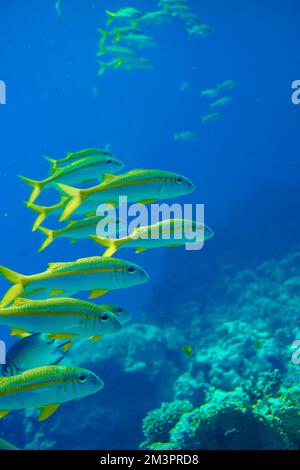 Magnifique poisson de chèvre, poisson de chèvre natation dans la mer Rouge en Egypte. Eau bleue. Détendu, Hurghada, Charm El Sheikh, Animal, plongée sous-marine, Océan, Sous l'eau Banque D'Images