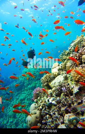 Magnifique récif de corail avec de nombreuses poissons et poissons rouges colorés dans la mer Rouge en Egypte. Blue Water, Hurghada, plongée sous-marine, Océan, sous-marin Banque D'Images