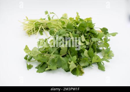Bouquet de coriandre fraîche sur fond blanc Banque D'Images
