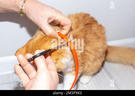 Le propriétaire a mis le collier anti-parasite sur le chat, en ajustant la longueur. Protéger les animaux contre les puces et les tiques. Banque D'Images