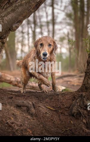 Golden Retriever en route vers la caméra dans la forêt Banque D'Images