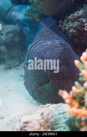 Une grande anguille moray avec de grandes dents acérées se cachant dans le récif de corail coloré dans la mer Rouge en Égypte. Plongée sous-marine photographie sous-marine Banque D'Images