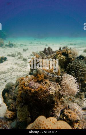 Magnifique récif de corail avec de nombreuses poissons et poissons rouges colorés dans la mer Rouge en Egypte. Blue Water, Hurghada, plongée sous-marine, Océan, sous-marin Banque D'Images