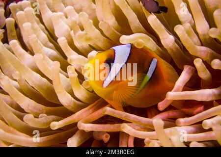 Magnifique poisson-clownfish Nemo de trouver Nemo dans l'anémone dans l'eau chaude tropicale de la mer Rouge à Hurghada, Egypte. Plongée sous-marine sous l'océan Banque D'Images