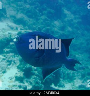 Magnifique Triggerfish de Picasso Titan, poisson déclencheur sur un récif de corail coloré dans la mer Rouge en Egypte. Blue Water, Hurghada, plongée sous-marine, sous-marin Banque D'Images