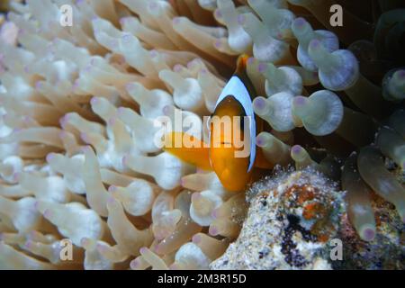 Magnifique poisson-clownfish Nemo de trouver Nemo dans l'anémone dans l'eau chaude tropicale de la mer Rouge à Hurghada, Egypte. Plongée sous-marine sous l'océan Banque D'Images