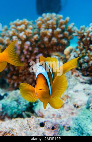 Magnifique poisson-clownfish Nemo de trouver Nemo dans l'anémone dans l'eau chaude tropicale de la mer Rouge à Hurghada, Egypte. Plongée sous-marine sous l'océan Banque D'Images