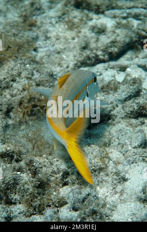 Magnifique poisson de chèvre, poisson de chèvre natation dans la mer Rouge en Egypte. Eau bleue. Détendu, Hurghada, Charm El Sheikh, Animal, plongée sous-marine, Océan, Sous l'eau Banque D'Images