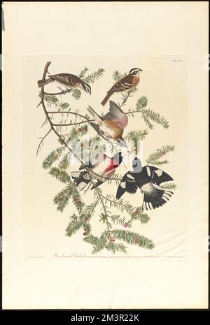 Groseilles à la rose : Fringilla ludoviciana, Bonap. Homme, 1 ans Femme, 2 ans Jeune en autum, 3. Jeune, 4. Verrouillage de la masse. Taxus canadensis. c.1 v.2 planche 127 , oiseaux, arbres, cardinalis, Taxus. The Birds of America- tiré des dessins originaux de John James Audubon Banque D'Images