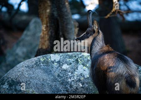 Chamois pyrénéen, Rupicapra pyrenaica - Isard, Banque D'Images