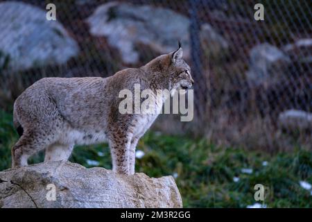 Lynx ibérique - Lynx pardinus, lince ibérico, Linx ibèric, Lynx pardelle Parc animalier - Parc animalier, les angles, Capcir, Pyrénées Orientales, Franc Banque D'Images