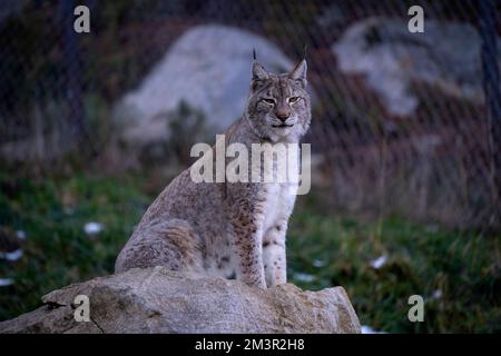 Lynx ibérique - Lynx pardinus, lince ibérico, Linx ibèric, Lynx pardelle Parc animalier - Parc animalier, les angles, Capcir, Pyrénées Orientales, Franc Banque D'Images