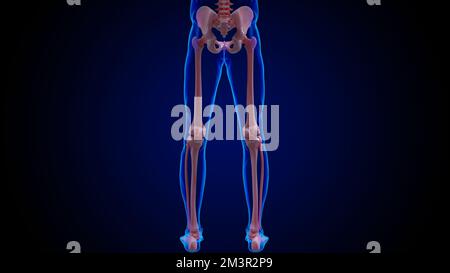 Anatomie du squelette humain os de la ceinture pelvienne pour l'illustration du concept médical 3D Banque D'Images