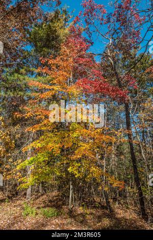 Un érable passant du vert à l'orange jaune puis au rouge une transformation des couleurs contre un ciel bleu vif en automne Banque D'Images