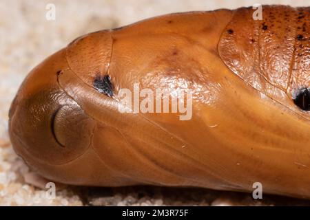 Pupa de l'ompe de l'oléander reposant sur un sol sablonneux Banque D'Images