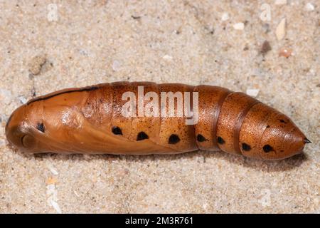 Pupa de l'ompe de l'oléander reposant sur un sol sablonneux Banque D'Images