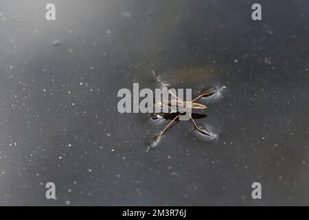 Patineuse d'étang commune (Gerris lacustris), sur la surface de l'eau, étang de jardin, Oberhausen, région de Ruhr, Rhénanie-du-Nord-Westphalie, Allemagne Banque D'Images