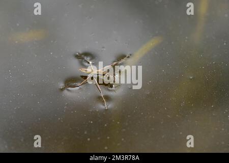 Patineuse d'étang commune (Gerris lacustris), sur la surface de l'eau, étang de jardin, Oberhausen, région de Ruhr, Rhénanie-du-Nord-Westphalie, Allemagne Banque D'Images