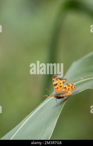 Un gros plan d'un beau papillon virgule (Polygonia) assis sur une feuille verte Banque D'Images