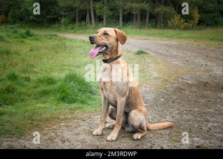 Fox Red Labrador assis et posant dans la forêt avec sa langue dehors Banque D'Images