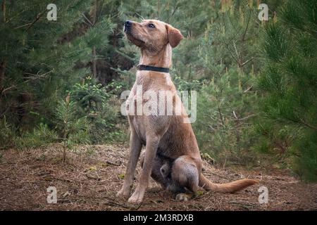 Fox Red Labrador assis et posant dans la forêt avec un regard régal Banque D'Images