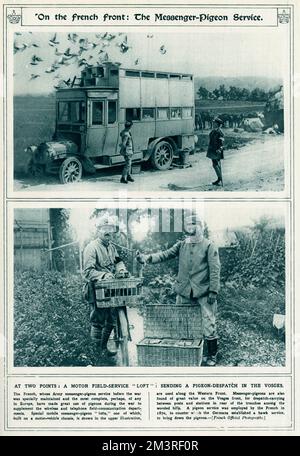 Service de messager-pigeon du front français 1917 Banque D'Images