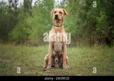 Fox Red Labrador assis et posant dans la forêt avec un regard régal Banque D'Images