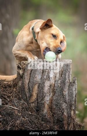 Fox Red Labrador Puppy s'amuser à attraper sa balle sur une souche d'arbre dans la forêt Banque D'Images