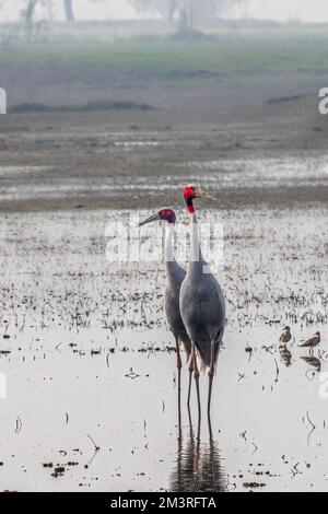 Une paire de grues Sarus regardant dans la direction opposée Banque D'Images