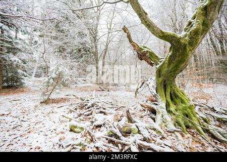 Hêtre à couronne de neige (Fagus sylvatica), hêtre cuivré dans la forêt primitive Sababurg, hiver, Hesse, Allemagne Banque D'Images