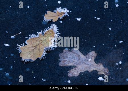 Feuilles de chêne recouvertes de cristaux de glace sur la surface de l'eau gelée, Hesse, Allemagne Banque D'Images