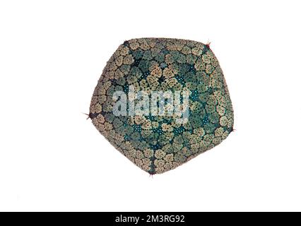 Grande étoile à coussin épineux (Culcita novaeguineae), récif corallien, debout, Indo-Pacific, Cebu, Philippines, fond blanc Banque D'Images