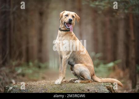 Fox Red Labrador assis et posant dans la forêt avec sa langue dehors Banque D'Images
