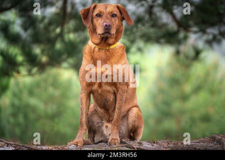 Fox Red Labrador assis et posant en gros plan dans la forêt en regardant la caméra Banque D'Images