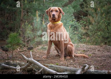 Fox Red Labrador assis et posant dans la forêt regardant la caméra Banque D'Images