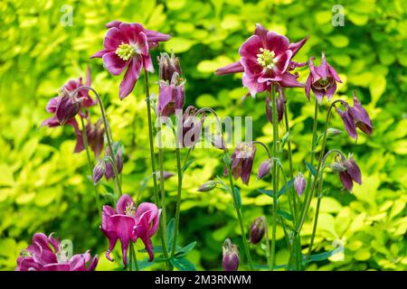 Columbine, Aquilegia vulgaris 'Nora Barlow', violet, Columbines Spring, jardin, Grannys bonnet, Colombie-Britannique, Blooming Banque D'Images