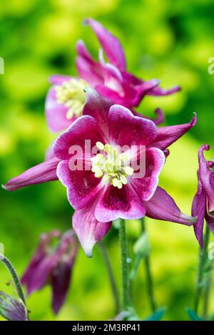 Columbine, Aquilegia vulgaris 'Nora Barlow', Violet, Portrait de Columbinas Banque D'Images