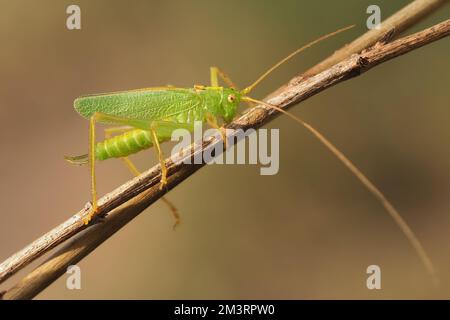 Mâle Oak Bush-cricket (Meconema thalassinum) au repos sur la branche. Tipperary, Irlande Banque D'Images