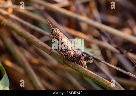 Gros plan d'une sauterelle à courtes cornes sur une herbe Banque D'Images