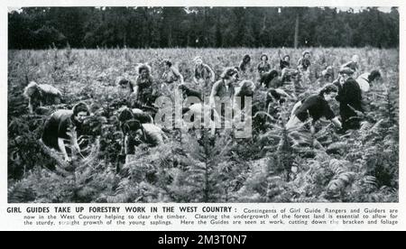 WW2 - Home Front - guides qui travaillent en foresterie Banque D'Images