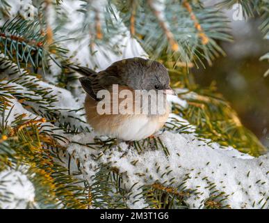 Junco (Junco hyemalis) aux yeux sombres à côtés roses se perche sur une épinette enneigée dans la chaîne Front Range du Colorado, mettant en valeur la faune et la nature hivernales. Banque D'Images