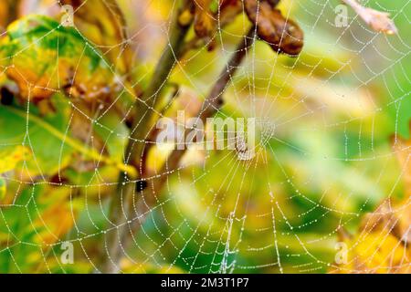 Gros plan d'une toile d'araignée recouverte de rosée ou de toile d'araignée enfilée entre les branches d'un jeune chêne à l'automne. Banque D'Images