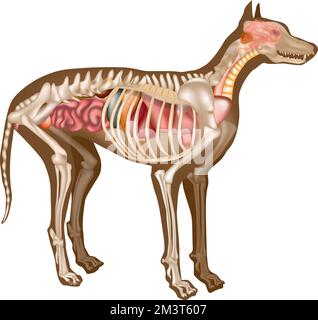 Diagramme anatomique interne canin. Anatomie du chien avec illustration du vecteur d'examen de la structure d'organe interne. Squelette canin vétérinaire. Illustration de Vecteur