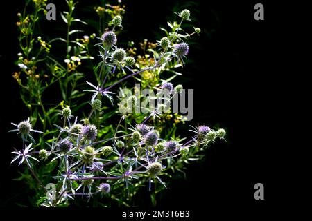 Plante médicinale d'Eryngium planum sur fond noir Banque D'Images