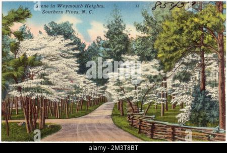 Scène à Weymouth Heights, Southern Pines, N. C. , Tichnor Brothers Collection, cartes postales des États-Unis Banque D'Images