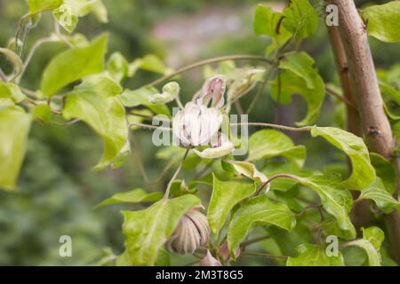 Fleurs rouges de Clematis viticella dans le jardin. L'été et le printemps. Banque D'Images